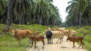 Integrasi Sapi-Sawit Buka Jalan Wujudkan Swasembada Daging