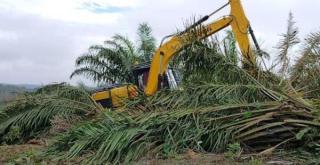 Penertiban TNTN Bukti Upaya Serius Pemerintah Pulihkan Fungsi Kawasan Hutan Nasional