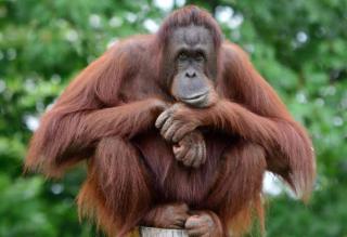 Koridor Satwa, Solusi Selamatkan Orangutan di Kebun Sawit