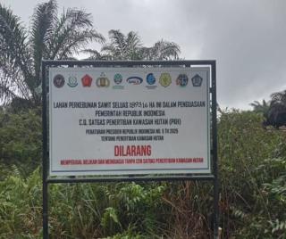 Petani Sawit di Persimpangan Jalan Antara Legalitas Kawasan Hutan dan Kebutuhan Hidup