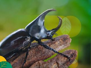 Kebun Sawit Diserang Kumbang Tanduk? Berikut 6 Cara Menanggulanginya