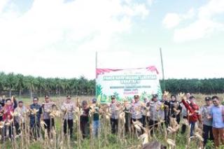 Panen Raya Jagung Digelar di Lahan Replanting Sawit PT BSU