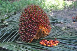 Fruit Set Sawit Minim? Simak Solusi Ala Dr Fizrul