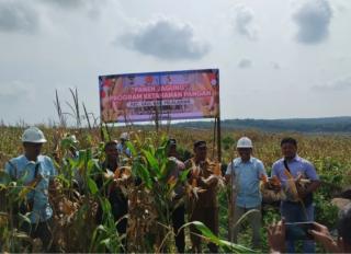 Jagung Pola Tumpang Sari di Lahan Sawit PT IIS Dipanen Raya