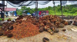 Harga Sawit Kalteng Naik Tipis Jadi Rp3.166,20/kg