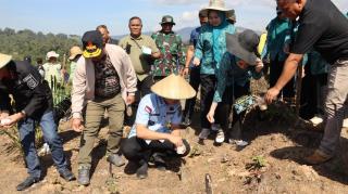 Padi Gogo Ditumpang Sari dengan Sawit dan Nilam di Konawe Utara