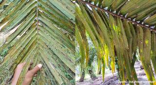 Daun Sawit Menguning dan Kering? Waspadai Defisiensi Kalium