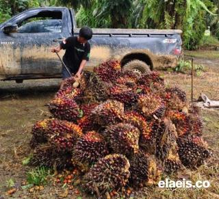 Kelapa Sawit Sumbar Dibeli Rp3.498,39/kg