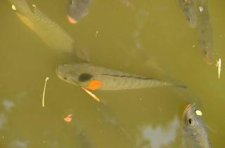 Proyek Katingan Mentaya, Contoh Nyata Konservasi Lahan Gambut Berdampak Ekonomi Bagi Warga