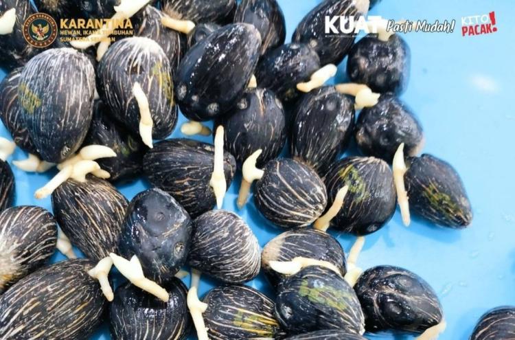 Dikirim ke Kaltara, 21.000 Benih Sawit dari Sumsel Dipastikan Bebas OPTK
