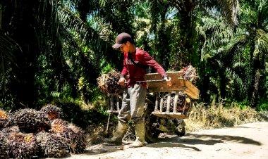 Kantongi ISPO, Petani Sawit Bakal Lebih Mudah Akses Bantuan Pemerintah