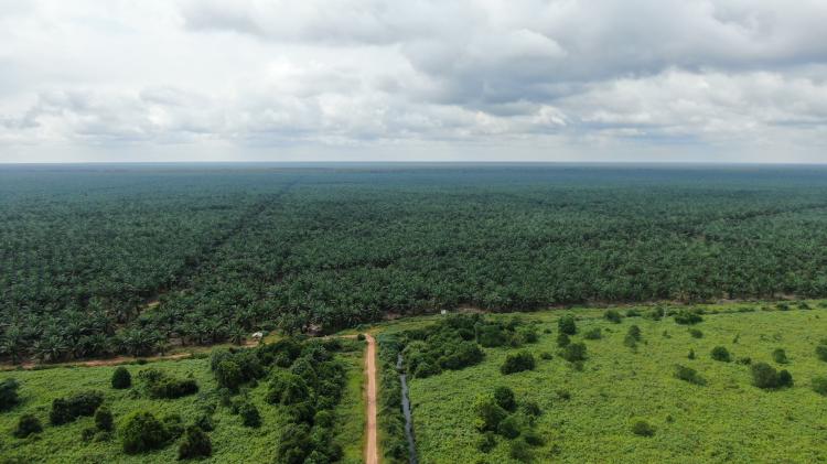 Laporan “A Family Affair” Ungkap Dugaan Pelanggaran Perusahaan Sawit Keluarga Fangiono