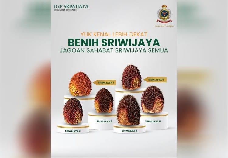 Tandan Super Berat dan Pohon Pendek Jadi Kelebihan Bibit Unggul PT BSM