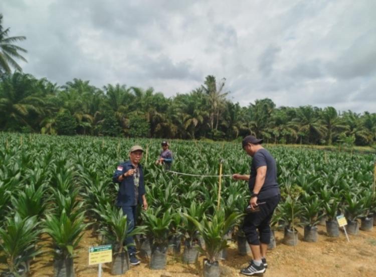 Pastikan Kesesuaian Fisik dan Dokumen, Penangkaran Benih Sawit di Kabubu Disertifikasi 
