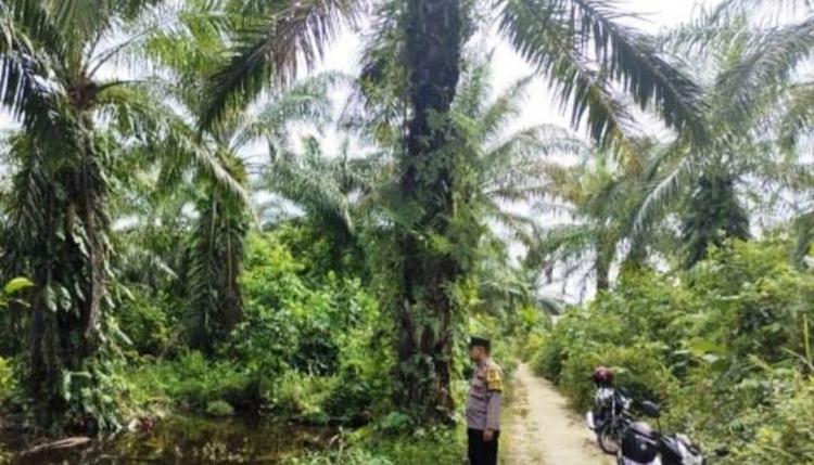 Antisipasi C3, Patroli di Perkebunan Sawit di Peudawa Ditingkatkan