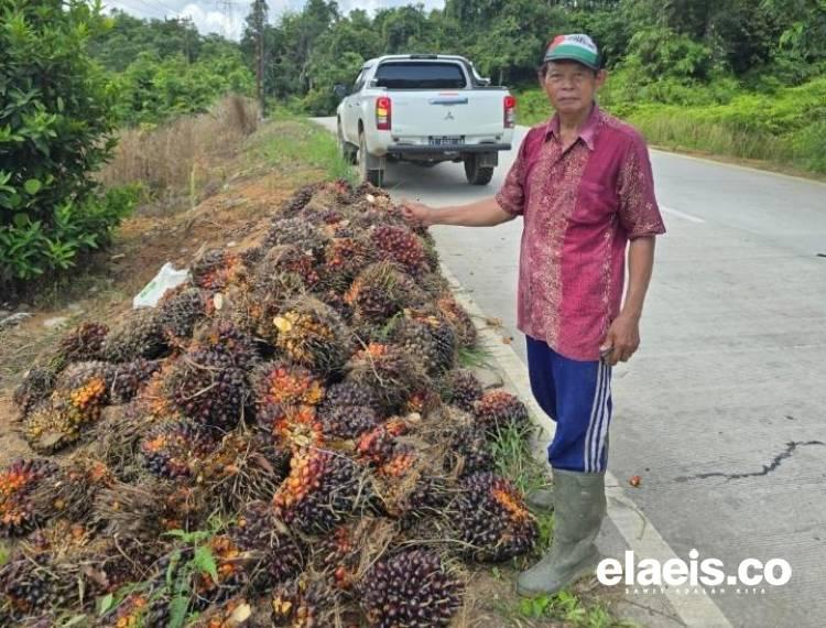 Meroket, Harga Sawit di Sumbar Tembus Rp3.714,60/kg