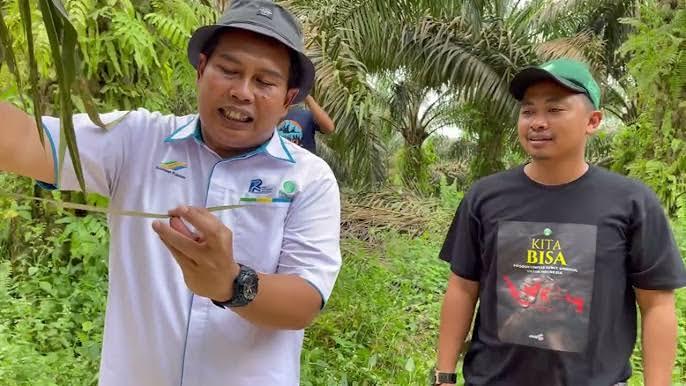 Bunga Jantan Lebih Dominan? Tanaman Sawit Anda Mungkin Stres