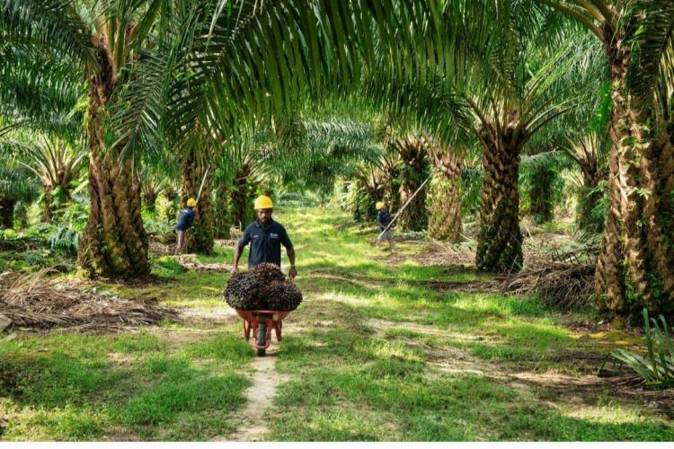 Harapan Petani Sawit di HUT RI ke-80: Pupuk Terjangkau, Harga TBS Stabil