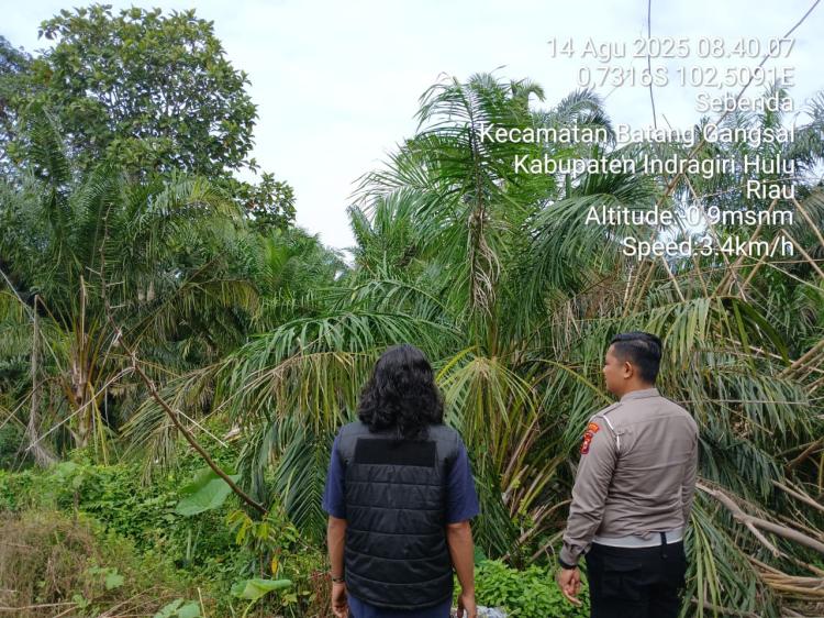 Pencurian Buah Sawit Makin Meresahkan, Patroli di Areal Perkebunan Rakyat di Batang Gansal Ditingkatkan