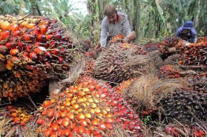 Harga TBS Naik, Kebun Sawit di Pasaman Barat Makin Rawan Pencurian