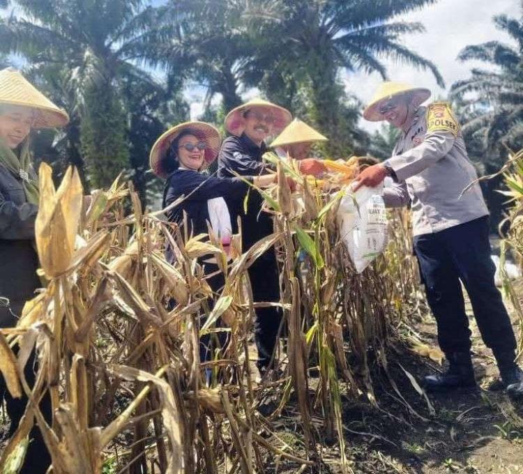 Panen Jagung Serentak Digelar di Lahan Perusahaan Sawit di Kobar 