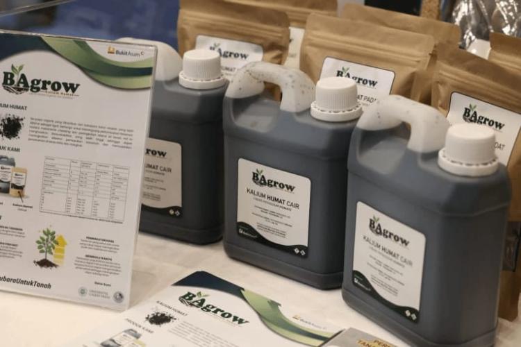 UGM Kembangkan Kalium Humat, Bikin Akar Sawit Tumbuh Kuat, Hasil Panen Meningkat