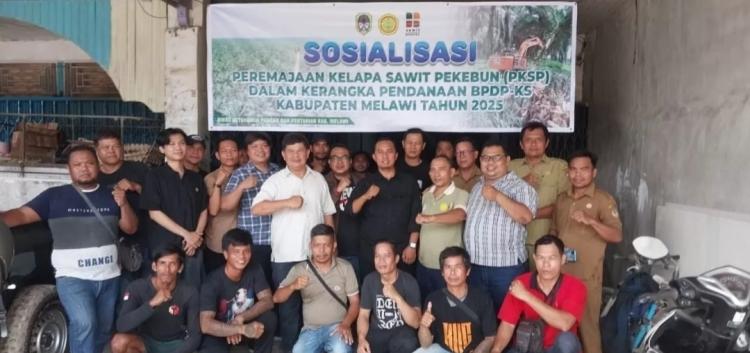 Dorong Peningkatan Produktivitas, Peremajaan Sawit Rakyat Disosialisasikan di Melawi