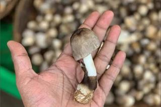 Bisnis Jamur Merang Memanfaatkan Limbah Sawit Kian Menjanjikan, ini Contoh Suksesnya