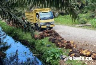 Produksi Stabil, Harga Sawit Sumbar Juga Terus Meningkat