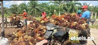 Tak Hanya Sawit Swadaya, Sawit Plasma Juga Alami Kenaikan Harga Minggu ini