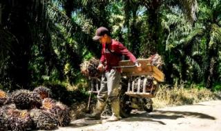 Kantongi ISPO, Petani Sawit Bakal Lebih Mudah Akses Bantuan Pemerintah