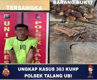 Menganggur, Residivis Curi 32 Tandan Sawit Milik Perusahaan