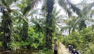 Antisipasi C3, Patroli di Perkebunan Sawit di Peudawa Ditingkatkan