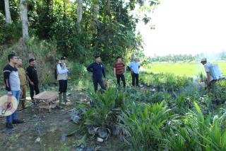 Puluhan Ribu Benih Sawit Ilegal Dimusnahkan di Kutai Kartanegara