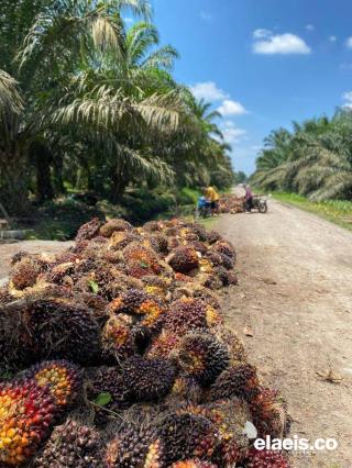 Harga Sawit Sulbar Mulai Membaik, PKS Beli Sesuai Penetapan