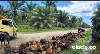 Banyak Faktor Harga Sawit Aceh Rendah, Diantaranya Sistem Panen Tidak Tepat