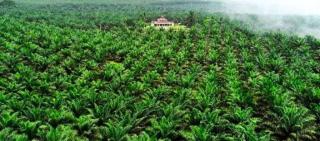 Demi Kelangsungan Usaha, Perusahaan Sawit Diajak Taat Regulasi