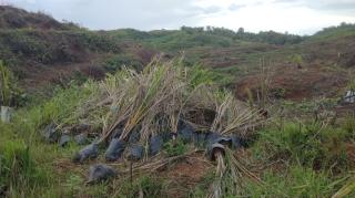 Dapat Dana Rp 129 Miliar Sejak 2018, Peremajaan Sawit di Aceh Jaya Terancam Gagal