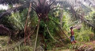 Waspada Penyakit Sengkleh, Belum Ada Metode Pengendalian yang Efektif