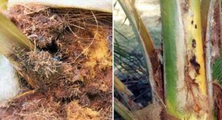 5 Cara Kendalikan Hama Kumbang Badak pada Sawit Muda