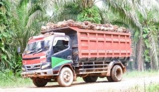 Harga TBS Sawit Kalbar Naik Lagi, Tertinggi Rp 3.410/Kg