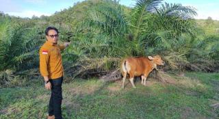 Integrasi Sapi-Sawit Jadi Alternatif Pemenuhan Kewajiban 20 Persen Plasma 