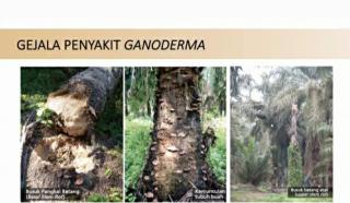 PPKS Kenalkan Cara Baru Atasi Serangan Ganoderma pada Sawit