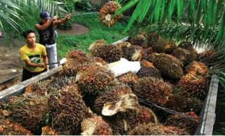 Harga Tertinggi TBS Sawit di Kaltim Ditetapkan Rp 3.140,12/Kg