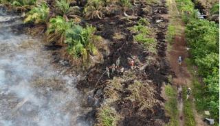 Ratusan Hektar Kebun Sawit Terbakar di Aceh Selatan