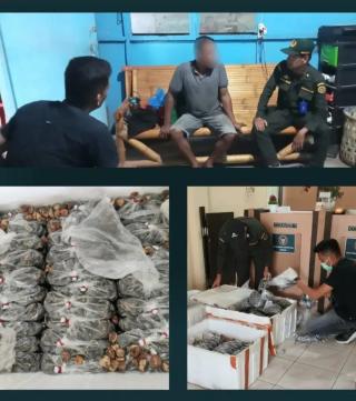 Karantina Sumut Gagalkan Penyelundupan 60 Kilogram Bibit Sawit, Dari Mana Asalnya?