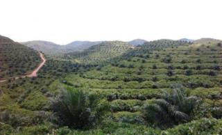 Tuntaskan Masalah Plasma di Tana Tidung, Pemilik Perusahaan Sawit Didesak Bertemu