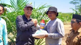 Pandeglang Dorong Produksi Padi Gogo dengan Optimalisasi Lahan Sawit