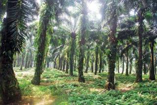 Jadi Silent Killer, 10 Gulma ini Bisa Bikin Panen Sawit Anjlok Separuh