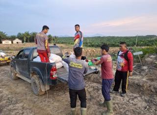 Dukung Ketahanan Pangan, Tanam Jagung Tumpang Sari Sawit Digalakkan di Landak